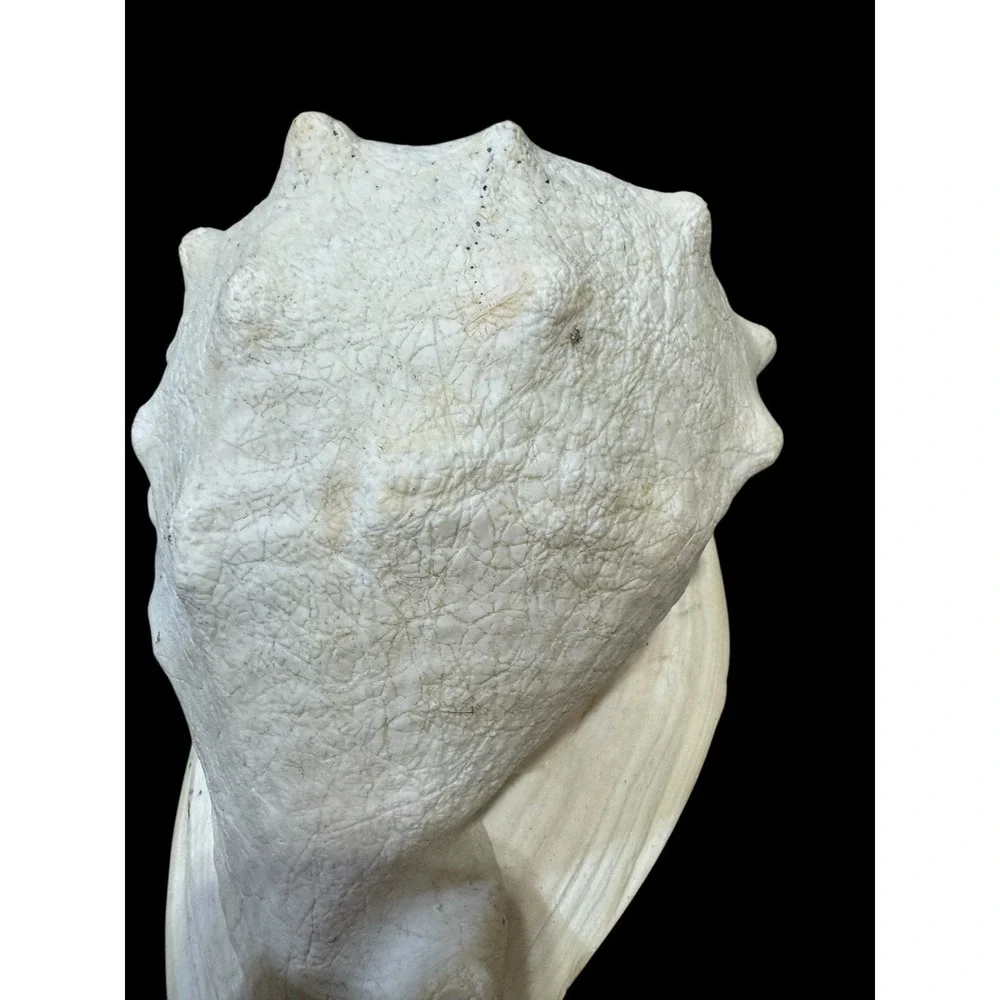 Horned CASSIS Cornuta Helmet Shell Long Lbs Large Conch